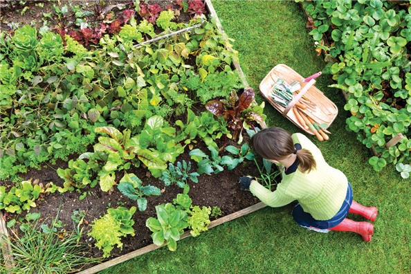 Planning Crop Rotation for Vegetables