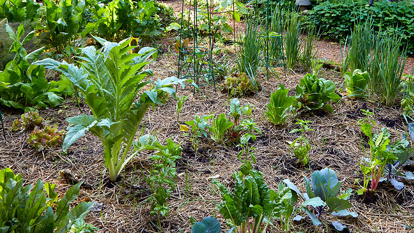 What Month Should You Start a Vegetable Garden?