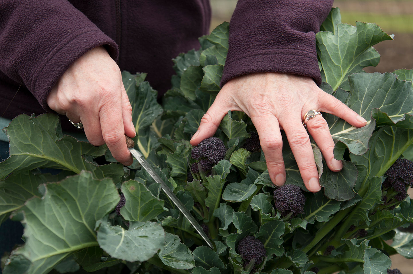 How to Grow Broccoli