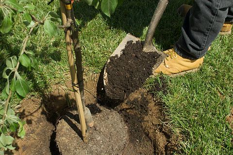 Common Garden Planning Mistakes