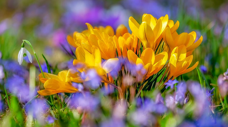 Types-of-Flowers-to-choose-for-Your-Landscaping-Project