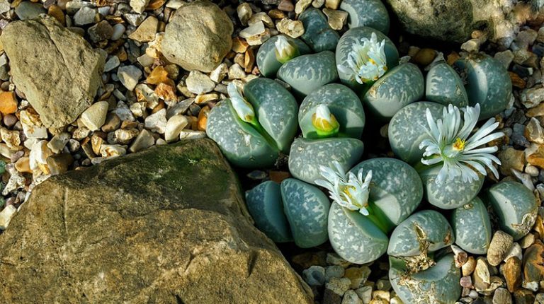 Using Rocks in Your Landscaping for Maximum Beauty and Function