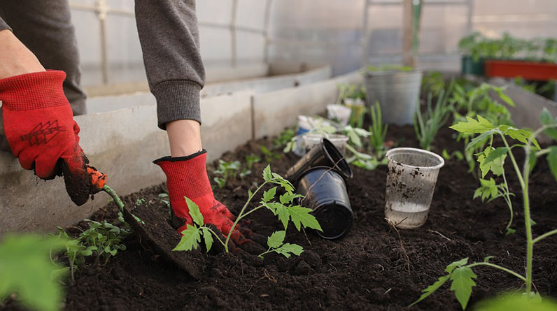 Beginner’s Guide to Organic Gardening