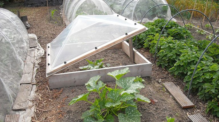 Tips for Year-Round Organic Gardening
