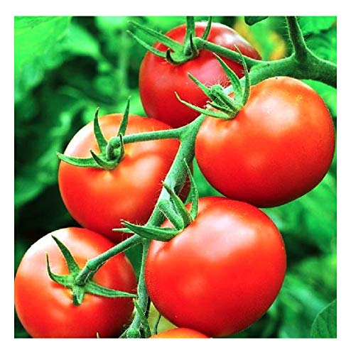 Growing Delicious Tomatoes at Home