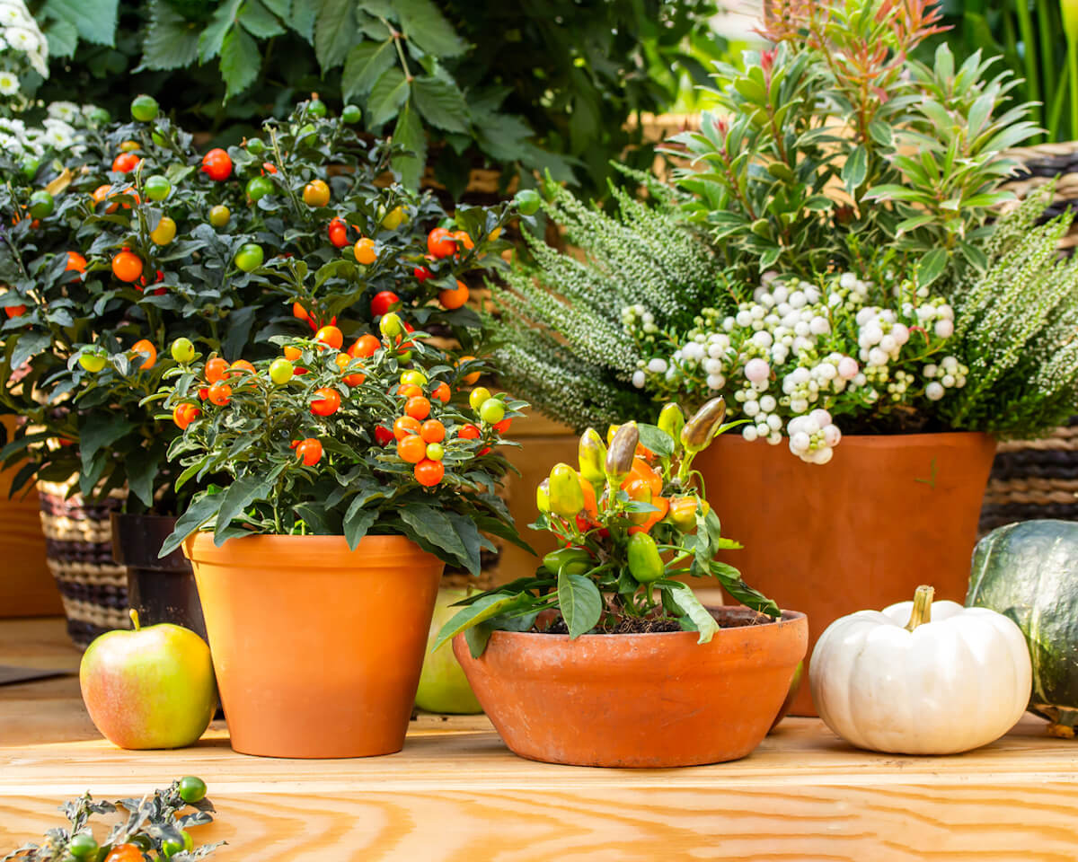 Basics of Container Gardening