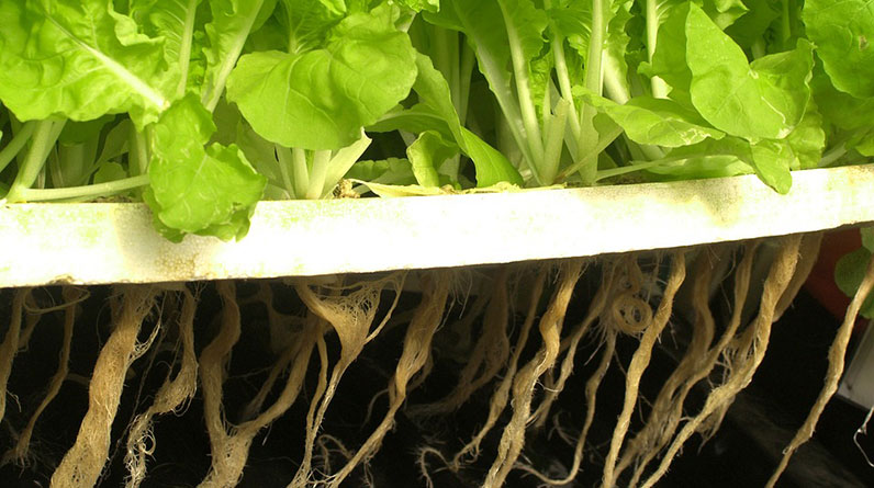 What Is Hydroponic Gardening?