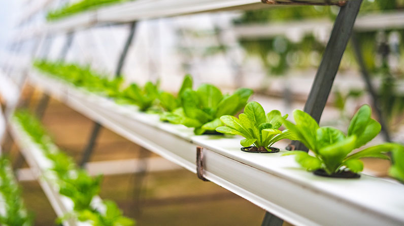 Organic Hydroponic Gardening