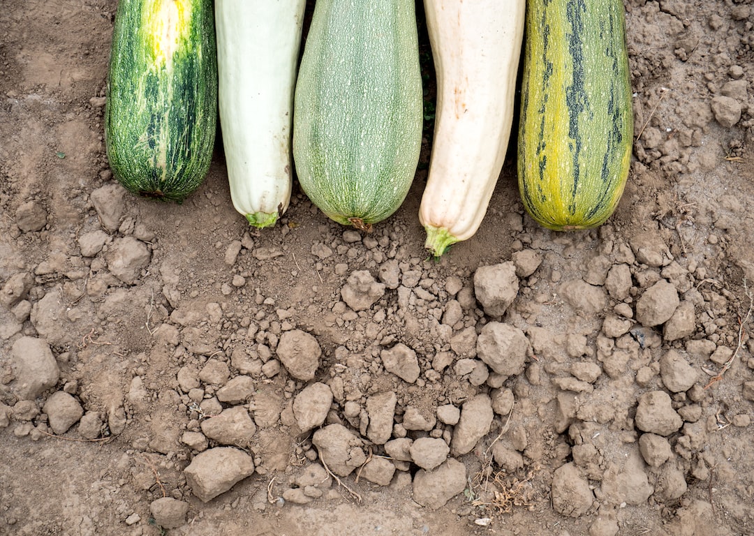 harvesting squash