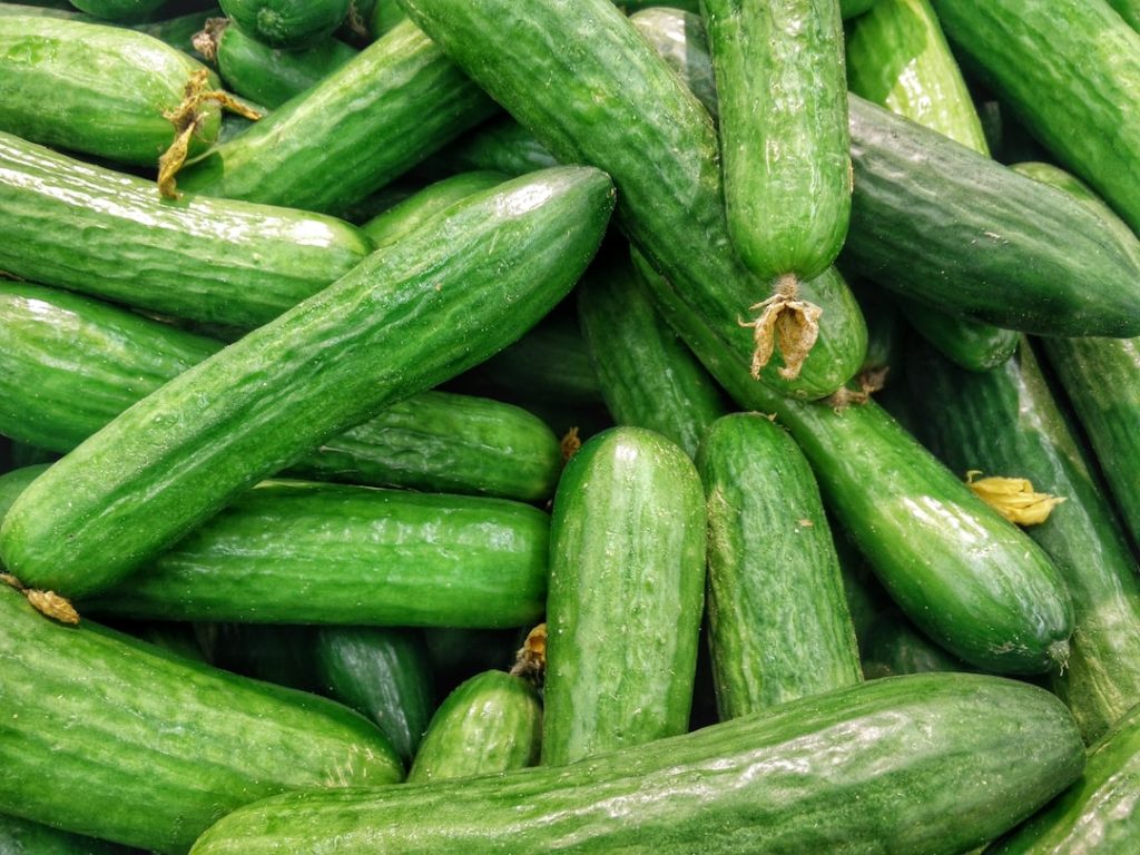 growing cucumbers