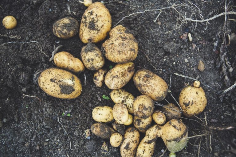 Fertilizing Potatoes