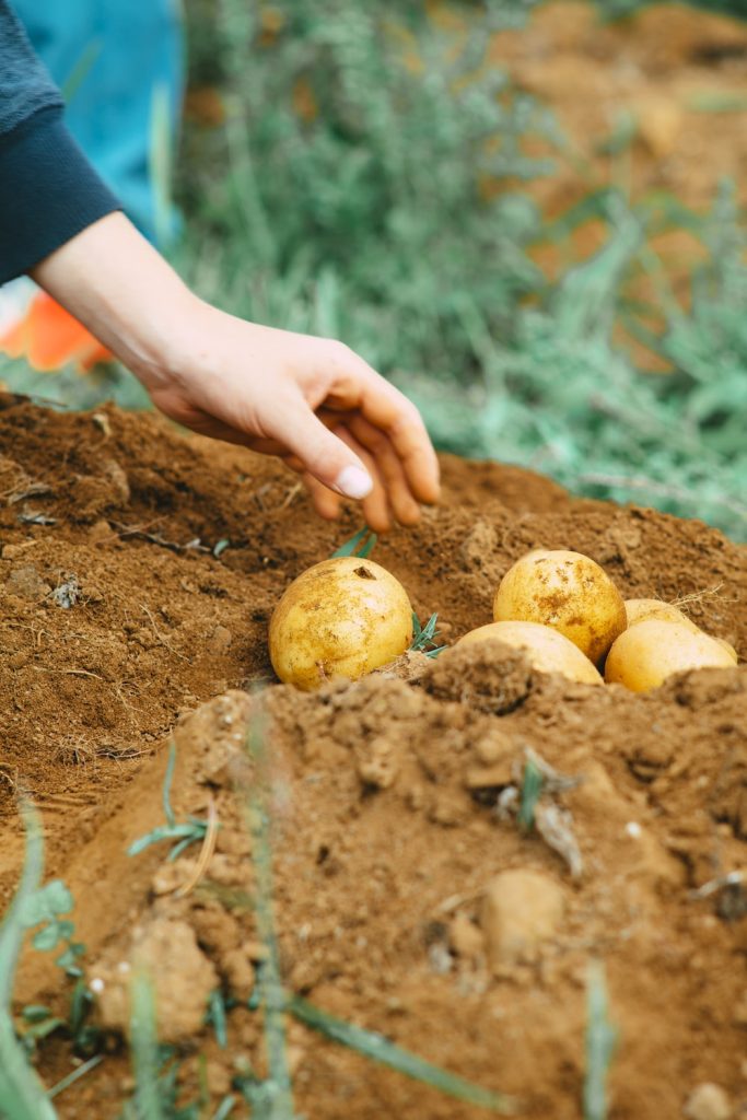 Fertilizing Potatoes